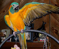 Blue & Gold Macaw 