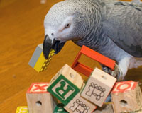 African Grey with ABC Blocks