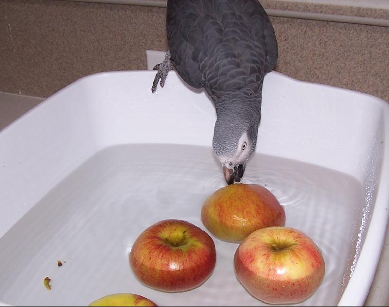 African Grey Bobbing for Apples