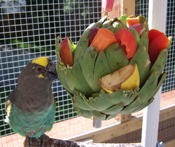 Parrot Artichoke Forager