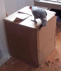 Recycled Box Used as Parrot Foraging Area