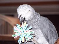 African Grey with DIY Straw Foot Toy