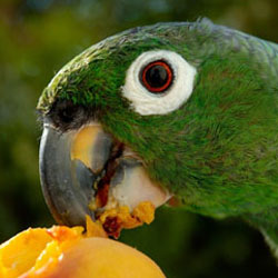 Parrot eating a peach