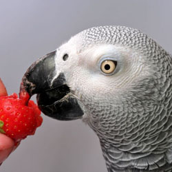 parrot food safety