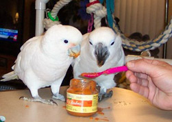 Healthy Parrot Snacks
