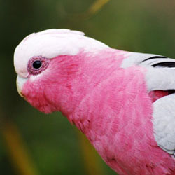 Maintaining a clean environment for your parrot