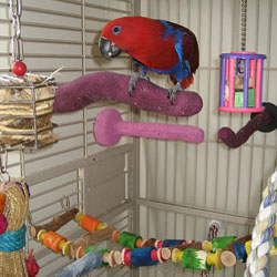 Optimal Environment for your Parrot