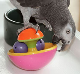 The Importance of Parrot Play