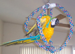 How to Get Your Parrot to Exercise