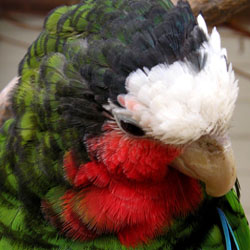 Parrot Poop