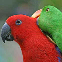 Safe Household Cleaners for Parrots