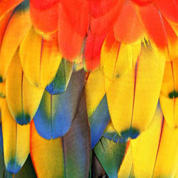 All About Parrot Feathers