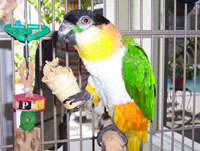 Black Headed Caique