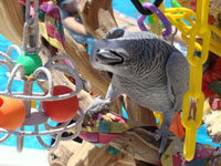 African Grey