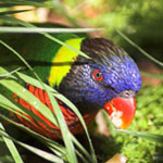 lorikeet150