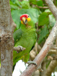 Red Lored Amazon