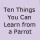 Ten Things You Can Learn from a Parrot