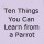 Ten Things You Can Learn from a Parrot