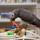 Cleaning Your Bird's Toys and Accessories