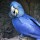 Meeting the Instinctual Needs of Parrots