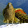 How to Keep Your Exotic Bird Healthy, Safe and Warm this Winter