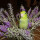 Safe Plants