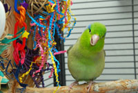 Smiling Parrotlet