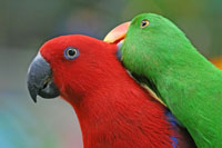 Male & Female Eclectus