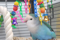 Lovebird Playing