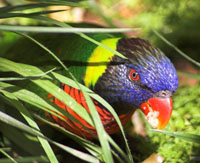 Rainbow Lorikeet