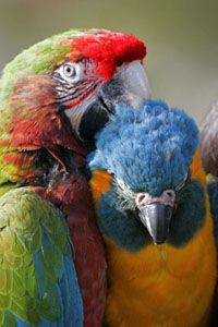 Macaw Parrots