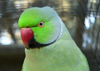 Ringneck Parakeet