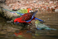 Drinking Rosellas