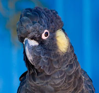 Yellow Tail Black Cockatoo