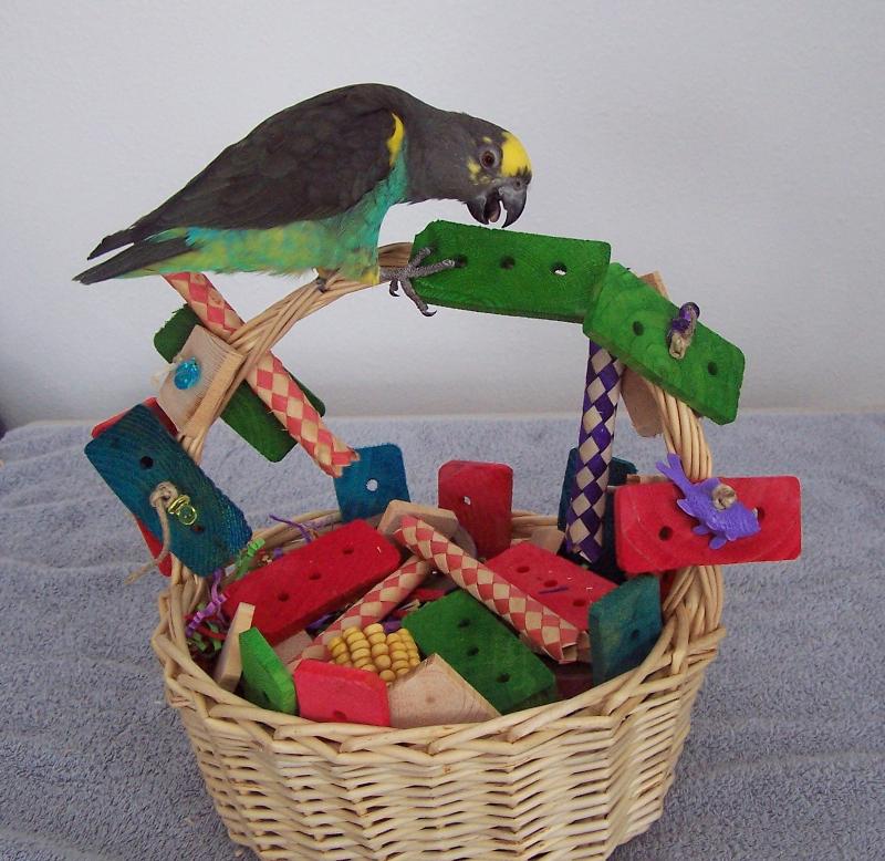 DIY Parrot Basket Play Area