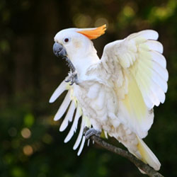 Parrots and Exercise 