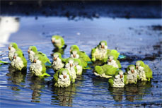 Quaker Parrots Bathing