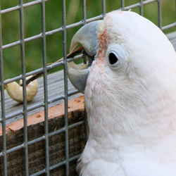 Tool Use in Parrots