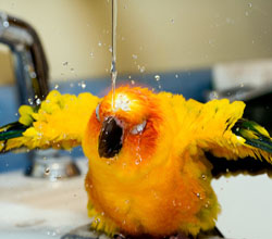 Sun Conure taking a bath